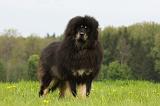 DOGUE DU TIBET 799